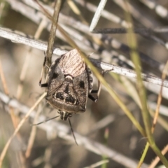 Cermatulus nasalis (Predatory shield bug, Glossy shield bug) at Tuggeranong Hill - 28 Apr 2021 by AlisonMilton