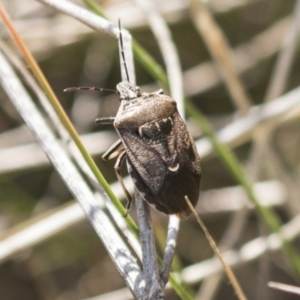 Cermatulus nasalis at Theodore, ACT - 28 Apr 2021