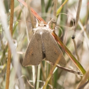 Mythimna (Pseudaletia) convecta at Theodore, ACT - 28 Apr 2021