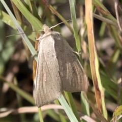 Mythimna (Pseudaletia) convecta at Theodore, ACT - 28 Apr 2021 11:26 AM