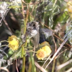 Mythimna (Pseudaletia) convecta at Theodore, ACT - 28 Apr 2021 11:26 AM