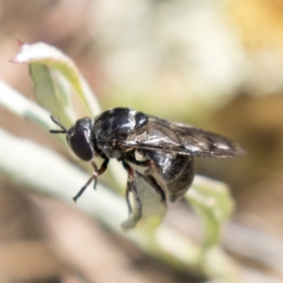 Microdontinae (subfamily) (Hover fly) at Tuggeranong Hill - 28 Apr 2021 by AlisonMilton