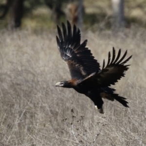 Aquila audax at Isabella Plains, ACT - 8 Jun 2021 12:29 PM