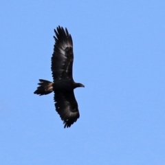 Aquila audax at Isabella Plains, ACT - 8 Jun 2021 12:29 PM