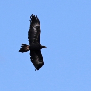 Aquila audax at Isabella Plains, ACT - 8 Jun 2021 12:29 PM