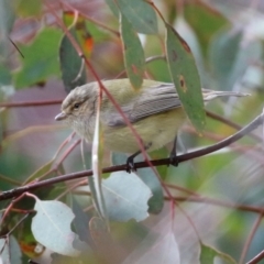 Smicrornis brevirostris at Paddys River, ACT - 8 Jun 2021