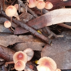 Mycena kuurkacea at Cook, ACT - 6 Jun 2021