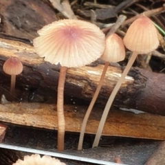 Mycena kuurkacea at Cook, ACT - 6 Jun 2021 03:16 PM