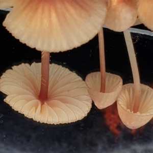 Mycena kuurkacea at Cook, ACT - 6 Jun 2021