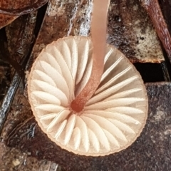 Mycena kuurkacea at Cook, ACT - 6 Jun 2021 03:16 PM