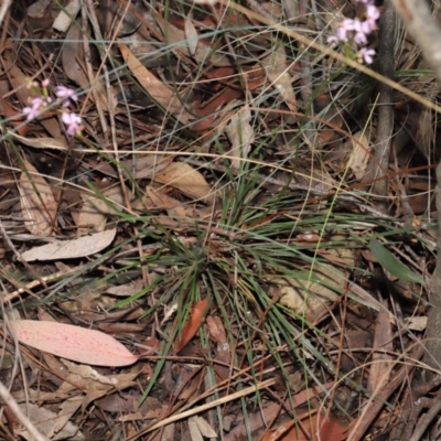 Stylidium graminifolium (Grass Triggerplant) at ANBG - 8 Jun 2021 by TimL