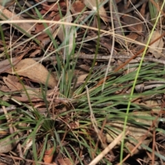 Stylidium graminifolium at Downer, ACT - 8 Jun 2021 10:34 AM