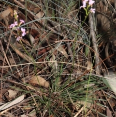 Stylidium graminifolium at Downer, ACT - 8 Jun 2021 10:34 AM