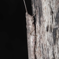 Coryphistes ruricola (Bark-mimicking Grasshopper) at ANBG - 8 Jun 2021 by TimL