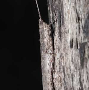 Coryphistes ruricola at Downer, ACT - 8 Jun 2021