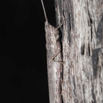 Coryphistes ruricola (Bark-mimicking Grasshopper) at ANBG - 8 Jun 2021 by TimL