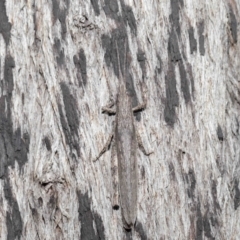 Coryphistes ruricola at Downer, ACT - 8 Jun 2021