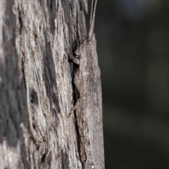 Coryphistes ruricola at Downer, ACT - 8 Jun 2021