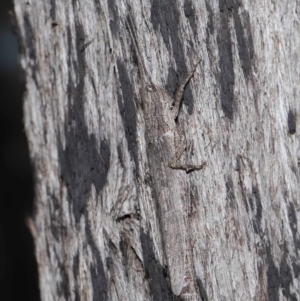 Coryphistes ruricola at Downer, ACT - 8 Jun 2021 10:57 AM