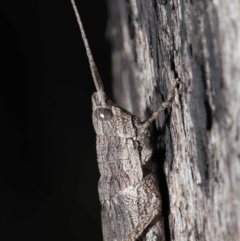 Coryphistes ruricola at Downer, ACT - 8 Jun 2021