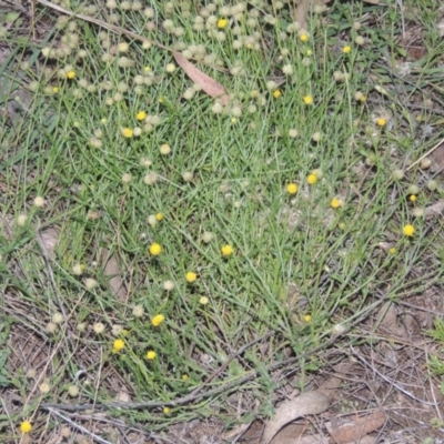 Calotis lappulacea (Yellow Burr Daisy) at Conder, ACT - 30 Mar 2021 by MichaelBedingfield