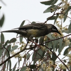 Anthochaera carunculata (Red Wattlebird) at Springdale Heights, NSW - 9 Jun 2021 by PaulF