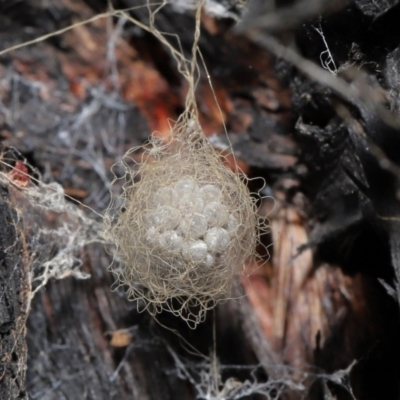 Australomimetus sp. (genus) (Unidentified Pirate spider) at ANBG - 8 Jun 2021 by TimL