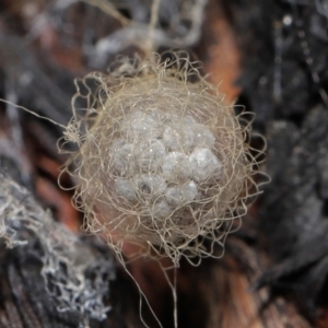 Australomimetus sp. (genus) at Acton, ACT - suppressed