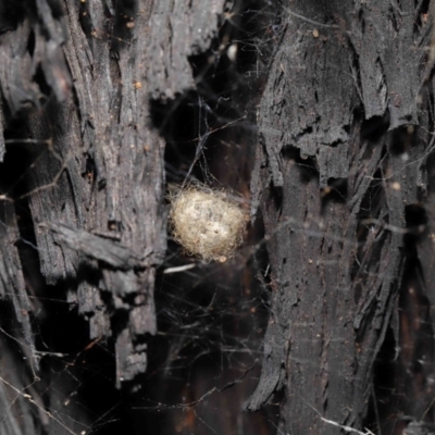 Australomimetus sp. (genus) (Unidentified Pirate spider) at Acton, ACT - 8 Jun 2021 by TimL