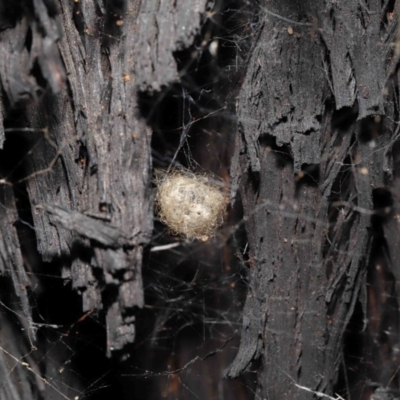 Australomimetus sp. (genus) (Unidentified Pirate spider) at ANBG - 8 Jun 2021 by TimL