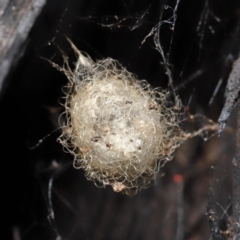 Australomimetus sp. (genus) at Acton, ACT - suppressed