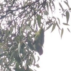 Glossopsitta concinna (Musk Lorikeet) at Thurgoona, NSW - 9 Jun 2021 by Darcy