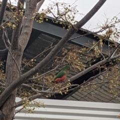 Alisterus scapularis (Australian King-Parrot) at Thurgoona, NSW - 9 Jun 2021 by Darcy