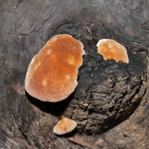 zz Polypore (shelf/hoof-like) at Acton, ACT - 8 Jun 2021