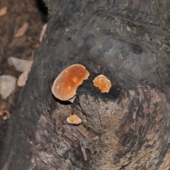 zz Polypore (shelf/hoof-like) at Acton, ACT - 8 Jun 2021 01:35 PM