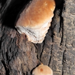 zz Polypore (shelf/hoof-like) at Acton, ACT - 8 Jun 2021 01:35 PM