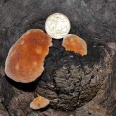 zz Polypore (shelf/hoof-like) at Acton, ACT - 8 Jun 2021 01:35 PM