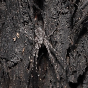 Tamopsis fickerti at Acton, ACT - 8 Jun 2021