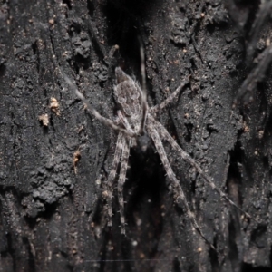 Tamopsis fickerti at Acton, ACT - 8 Jun 2021