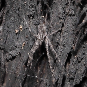 Tamopsis fickerti at Acton, ACT - 8 Jun 2021