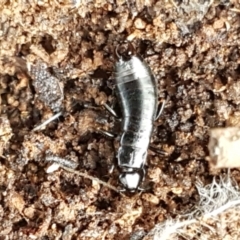 Anisolabididae (family) (Unidentified wingless earwig) at Mitchell, ACT - 9 Jun 2021 by tpreston