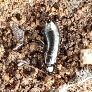 Anisolabididae (family) at Mitchell, ACT - 9 Jun 2021