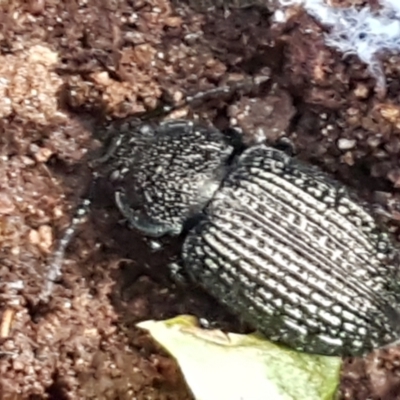 Adelium porcatum (Darkling Beetle) at Mitchell, ACT - 9 Jun 2021 by trevorpreston