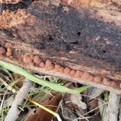 Hypoxylon howeianum at Mitchell, ACT - 9 Jun 2021