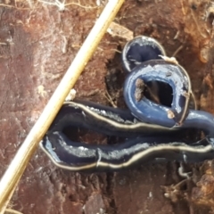 Caenoplana coerulea (Blue Planarian, Blue Garden Flatworm) at Mitchell, ACT - 9 Jun 2021 by trevorpreston