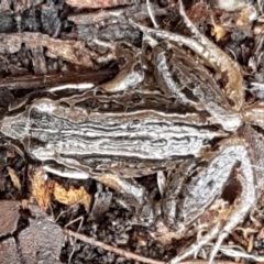 Limnodynastes peronii (Brown-striped Frog) at Mitchell, ACT - 9 Jun 2021 by trevorpreston