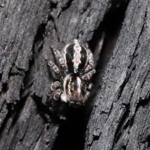 Euophryinae sp. (Mr Stripey) undescribed at Downer, ACT - 8 Jun 2021