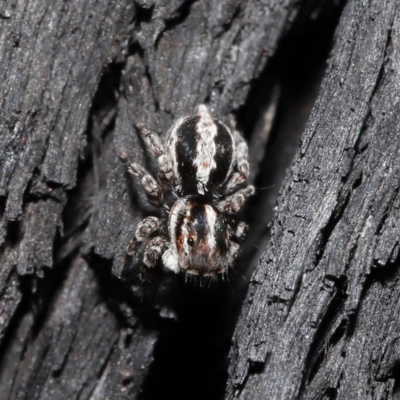 Euophryinae sp. (Mr Stripey) undescribed (Mr Stripey) at ANBG - 8 Jun 2021 by TimL