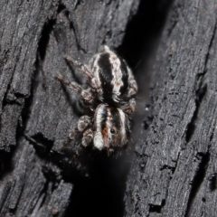 Euophryinae sp. (Mr Stripey) undescribed at Downer, ACT - 8 Jun 2021