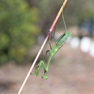 Pseudomantis albofimbriata at O'Connor, ACT - 23 May 2021 12:06 PM